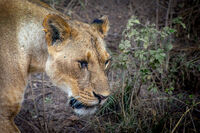 Извадено око; comments:3