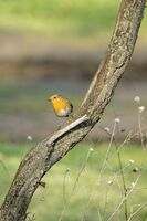 Червеногушка; comments:3