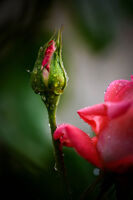 без име ( ID=2574622 ); Коментари:9