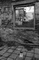 Пейзаж с котка; comments:4