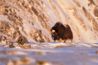 Musk ox; comments:5