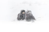 Битка; Коментари:3