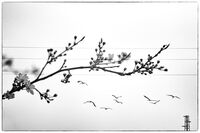 Пролетна мелодия; comments:14