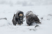 Битката на титаните; comments:32