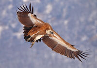 Белоглав лешояд в зимните Източни родопи; comments:13