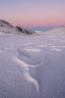 Цветовете на севера; comments:9