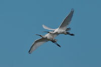 Прегръдката; comments:14