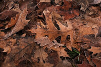 no name ( ID=2574691 ); comments:1