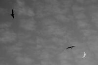 no name ( ID=2574719 ); comments:2