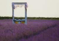 Залез в лилаво; comments:5