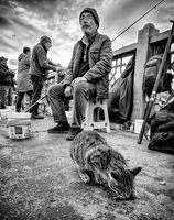 Рибаря и Котката; comments:15