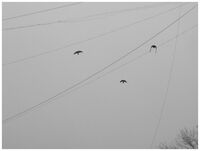 без име ( ID=2574790 ); Коментари:2