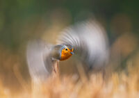 Червеношийка в полет; comments:34