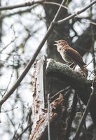 Вестителят На Пролетта; comments:3