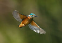 no name ( ID=2574809 ); comments:6