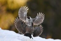 Сокерици; comments:22