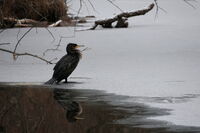 След похапване — спокойствие; comments:3