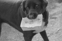 Street dog; comments:1