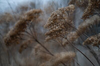 Портрет на Зимата; comments:4