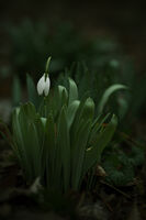 Пролет.; Коментари:3