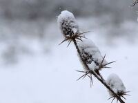 no name ( ID=2574882 ); comments:1