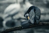 no name ( ID=2574897 ); comments:7