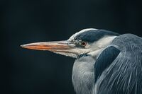 no name ( ID=2574898 ); comments:9