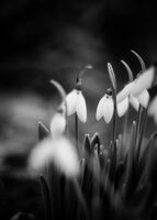 Предчувствие за бели снегове; comments:19