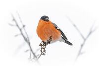 no name ( ID=2574910 ); comments:4