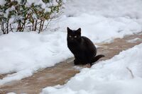 Черна котка на пътеката; comments:4