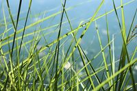 Близо до пистата на водните кончета; Коментари:3