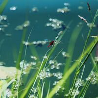 Червен воден кон; comments:3