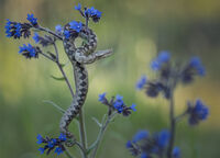 Аптека; comments:64