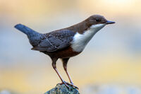 Воден кос; comments:4