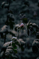 Кой сезон?; comments:1