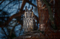 Long-eared owl; comments:5