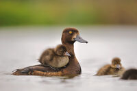 Езерото ми е до колене на гърба на мама!; comments:8
