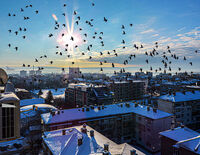 из Шумен-мразовито утро; comments:2