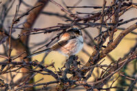 Сгушено в студа; comments:6