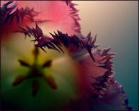 без име ( ID=2575059 ); Коментари:1