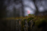 read moon; comments:9