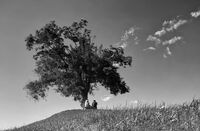 Истории под дървото...; comments:16