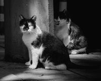 Ехо от сенките; Коментари:1