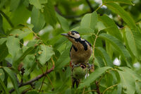 Голям Пъстър Кълвач; comments:3