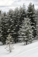 Зимен Пирин; comments:3