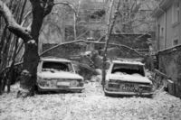 Дивото зове; comments:2