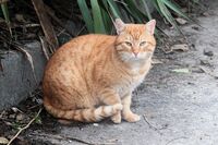 Котка №106; comments:3