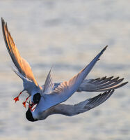 no name ( ID=2575168 ); comments:16