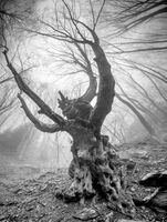 Сънят на дървото :); comments:15