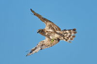 no name ( ID=2575266 ); comments:4